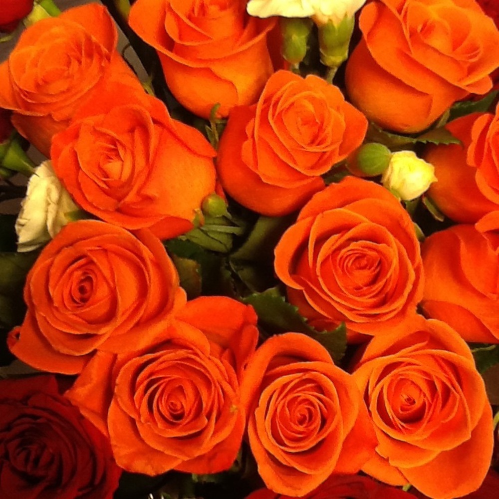 Meet your Posher, Silvia